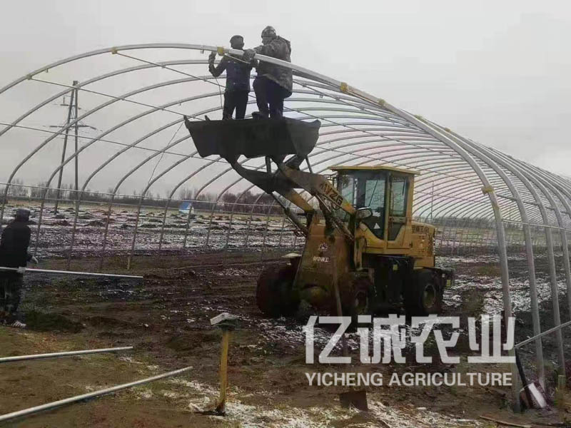 養(yǎng)殖溫室大棚施工現場